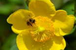 Biene auf gelber Blume  im Steingarten der Pension Alpenhof